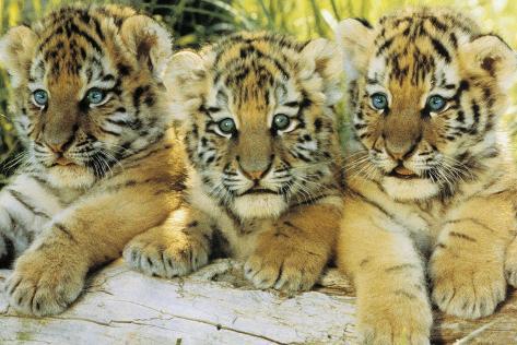 Tiger Cubs