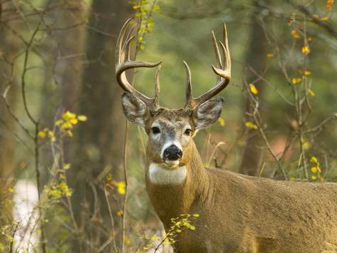 chuck-haney-whitetail-deer-buck-in-whitefish-montana-usa.jpg