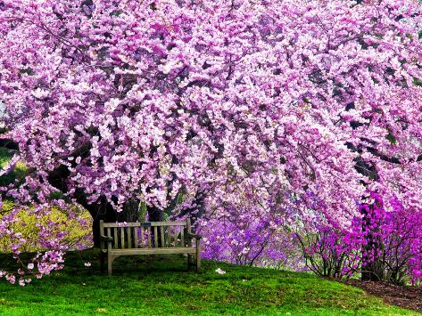 cherry blossom plant