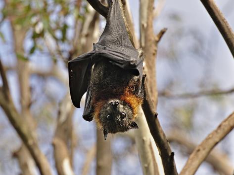 flying fox melbourne