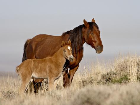  - james-hager-wild-horse-equus-caballus-mare-and-foal-green-river-wyoming-usa