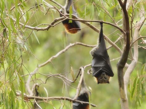 flying fox melbourne