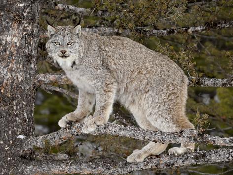 Resultado de imagem para lynx canadensis