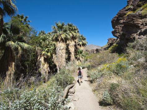 Hiking in Andreas Canyon, Indian Canyons, Palm Springs, California, USA Photographic Print by ...