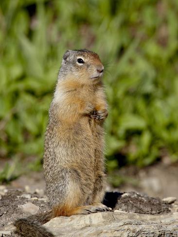Columbian Ground Squirrel Citellus Columbianus Glacier Columbian Ground Squirrel Citellus Columbianus Glacier