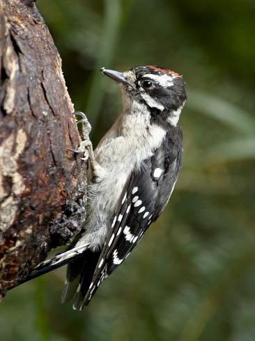 downy woodpecker picoides pubescens wasilla alaska downy woodpecker picoides pubescens wasilla alaska