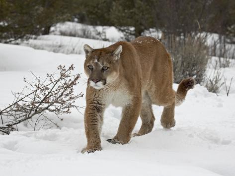 http://imgc.allpostersimages.com/images/P-473-488-90/62/6245/5HW3100Z/posters/mountain-lion-cougar-felis-concolor-in-snow-in-captivity-near-bozeman-montana.jpg