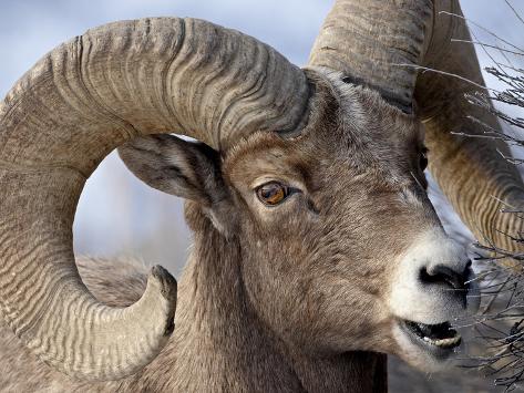bighorn-sheep-ovis-canadensis-ram-feeding-yellowstone-national-park-wyoming.jpg