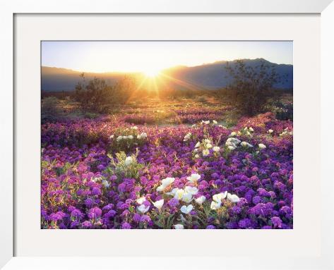  - christopher-talbot-frank-sand-verbena-and-dune-primrose-wildflowers-at-sunset-anza-borrego-desert-state-park-california