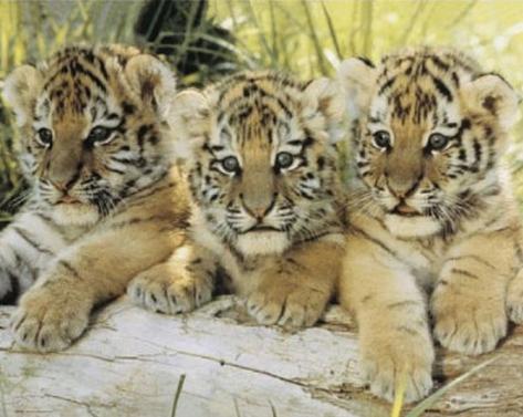 Tiger Log