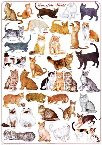 Cats of the World Educational Science Chart Poster Posters at ...