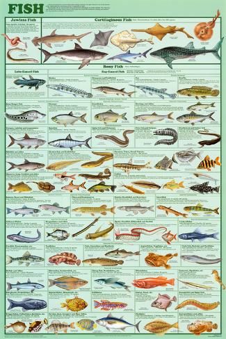 Fish Science