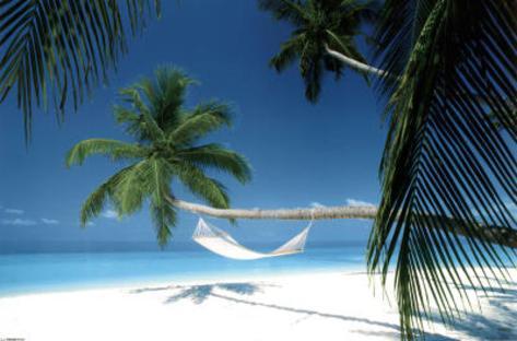 Tropical Hammock