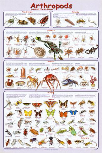 Arthropod Insects