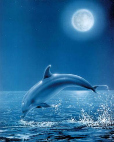 Dolphin Pictures To Print 45