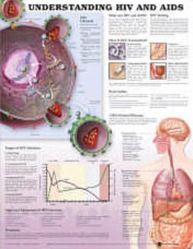 Hiv Anatomy