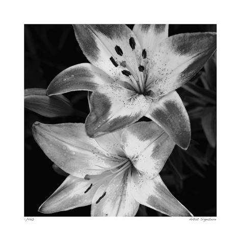 Botanical Study