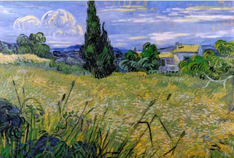 Cypress And Wheatfield
