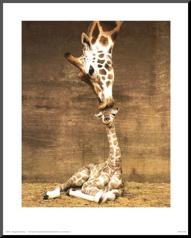 First Kiss Giraffe
