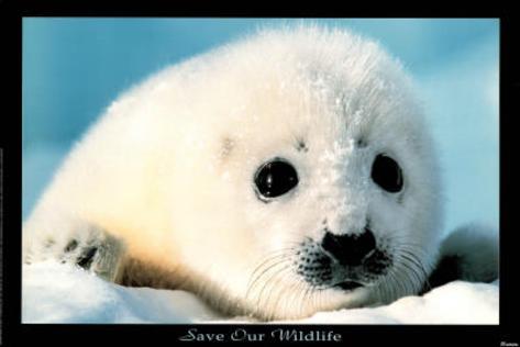 Seal Art