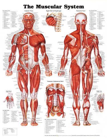 Bird Muscular System