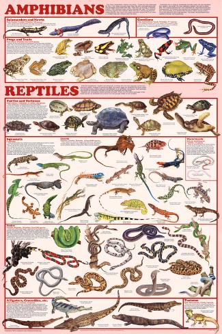 animal chart