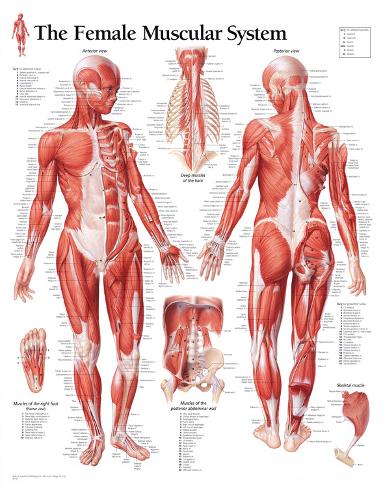muscular system female educational chart poster posters at muscular system female educational chart poster posters at, Muscles
