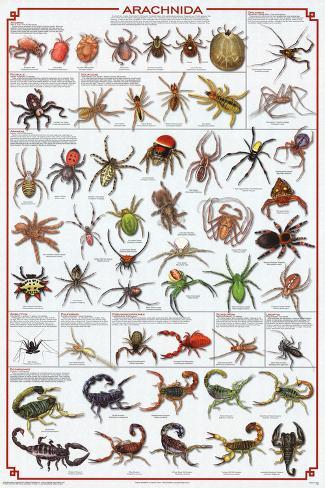 Canada+Spider+Identification+Chart Arachnida Spider Educational Science Chart Poster Poster at AllPosters ...