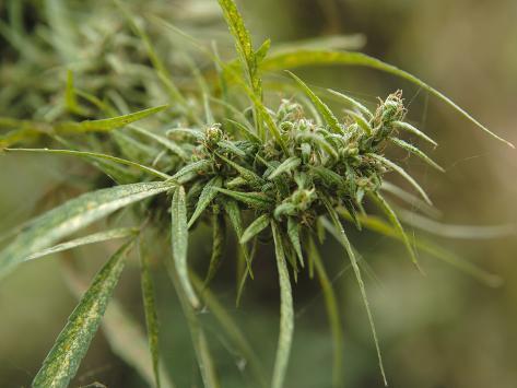 Bud Sites Cannabis