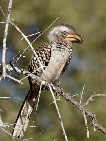  - james-hager-immature-southern-yellow-billed-hornbill-tockus-leucomelas-kruger-national-park-south-africa-a