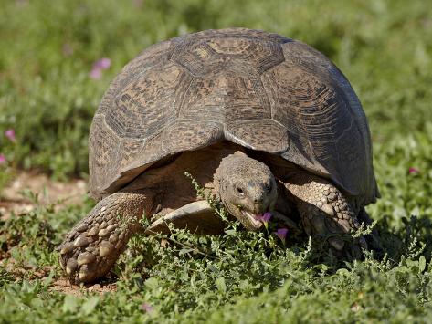  - james-hager-leopard-tortoise-geochelone-pardalis-addo-elephant-national-park-south-africa-africa