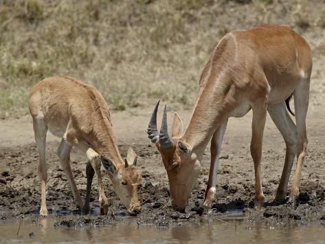  - james-hager-adult-and-young-coke-s-hartebeest-alcelaphus-buselaphus-cokii-drinking-serengeti-national-park