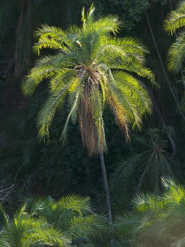Zambezi River on View Of Palm Trees Along Zambezi River Near Victoria Falls Mosi Oa