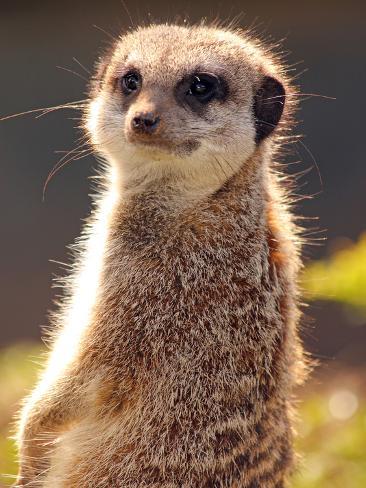 Meerkat (Suricata Suricatta), a Small Mammal Belonging to ...
Meerkat