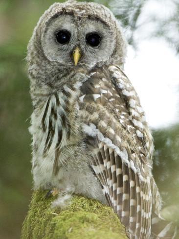 barred owl stanley park british columbia canada barred owl stanley park british columbia canada