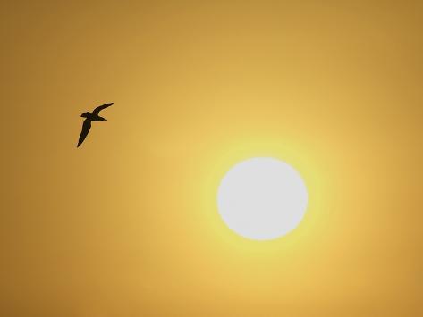 At Sunrise