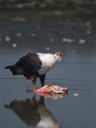 john-eastcott-yva-momatiuk-an-african-fish-eagle-guarding-a-flamingo-it-killed-in-a-stream.jpg