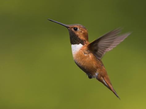 rufous hummingbird flying selasphorus rufus victoria rufous hummingbird flying selasphorus rufus victoria