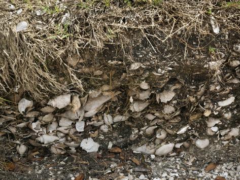 Kitchen Midden