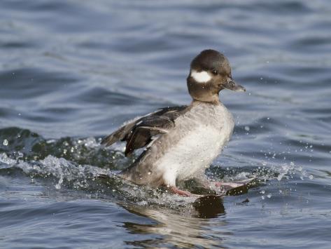 bufflehead duckling