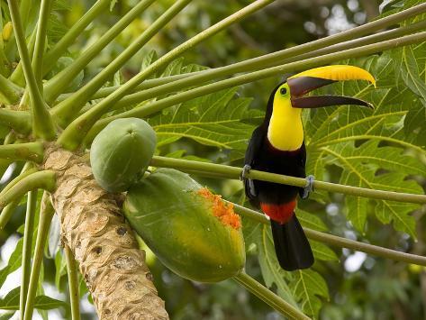 Toucans Eating