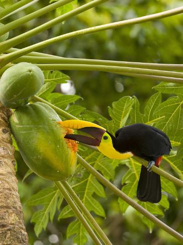 Toucans Eating