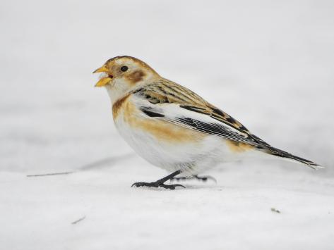 Snow Bunting Ontario