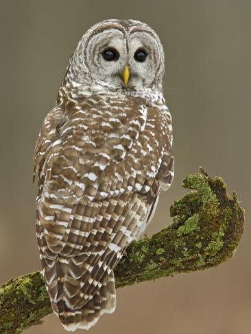 Barred Owl Prey