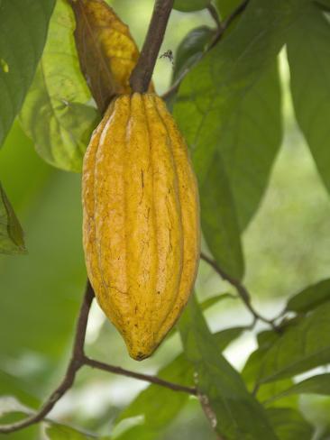 Chocolate In India