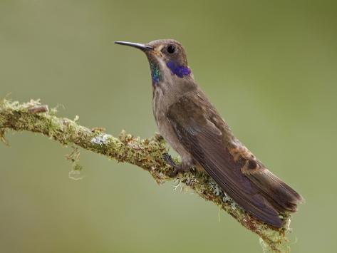 brown violetear hummingbird colibri delphinae perched on brown violetear hummingbird colibri delphinae perched on