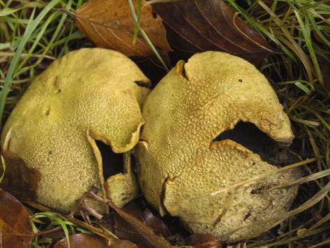 Fungi Releasing Spores