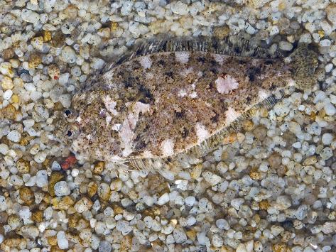 Sanddab Showing Camouflage and Protective Coloration on the Ocean Floor Photographic Print