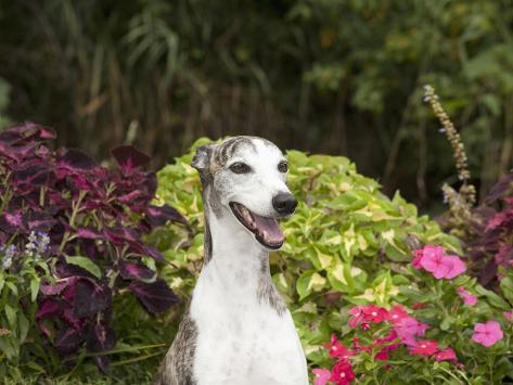 Sitting Whippet