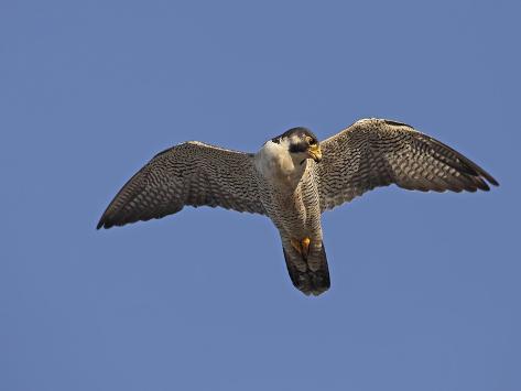 Falcon Flying Logo